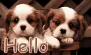 hello