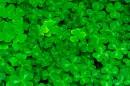 3 Leaves of Luck