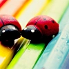 lady bug
