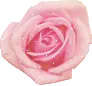 PINK ROSE