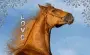 Love Horses