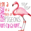 Flamingo/Pigeons