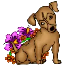 Dogs