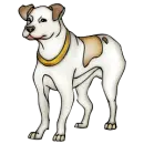 Dogs