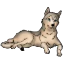 Dogs
