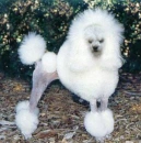 Poodle 