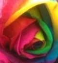 Colorful Flower