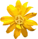 Yellow Peace Flower