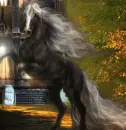 Horse ani
