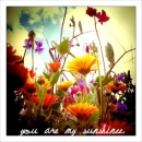 you are my sunshinee