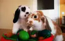 HAPPY EASTER