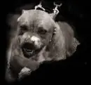 Bad ass dog ! 