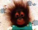the monkey