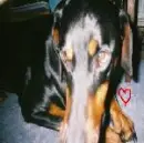 My Dog with a Heart