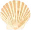 Seashell