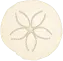 Sand dollar