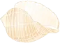 Seashell