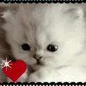 kitten love. 