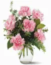 Carnation Thoughts