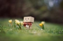 Green Danbo