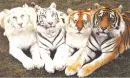 Tigers