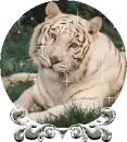 tiger globe