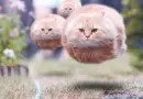 hoverball cats? 