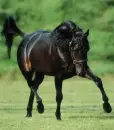 darmoor pony