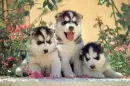 husky puppys