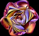 Metalic Rose