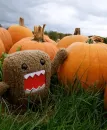 Domo With Pumpkins