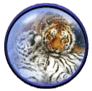 TIGER GLOBE