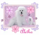 Aletha Poodles