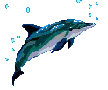 Dolphins with Water