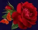 Rosor