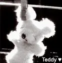 Teddy