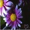 Purple Flower