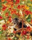 KITTEN WITH FLOWER
