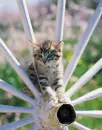 KITTEN