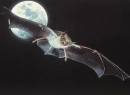 bat