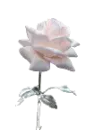 white glitter rose