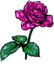 pink rose