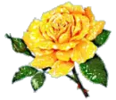 yellow rose