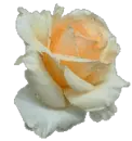 white rose