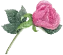 pink rose