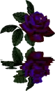 Rose water