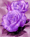 purple rose