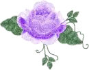 purple rose