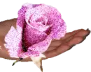 hand holding pink rose