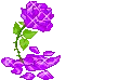 purple rose